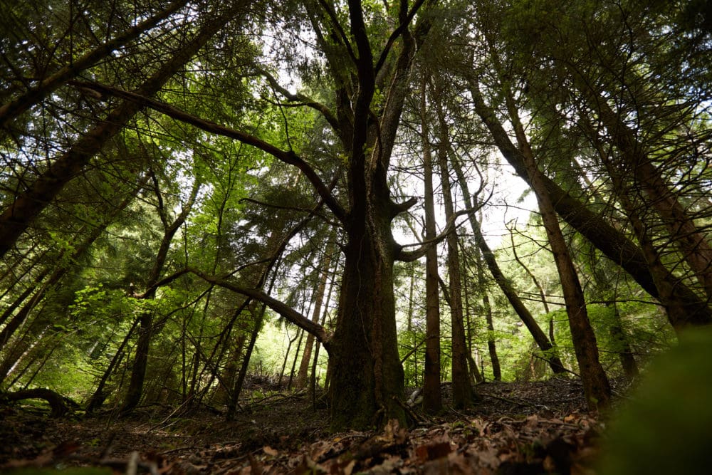 La biodiversité en France – 100 chiffres expliqués sur les espèces françaises