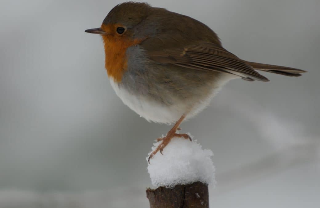 Réunion « oiseaux et forêt » à CRUSEILLES