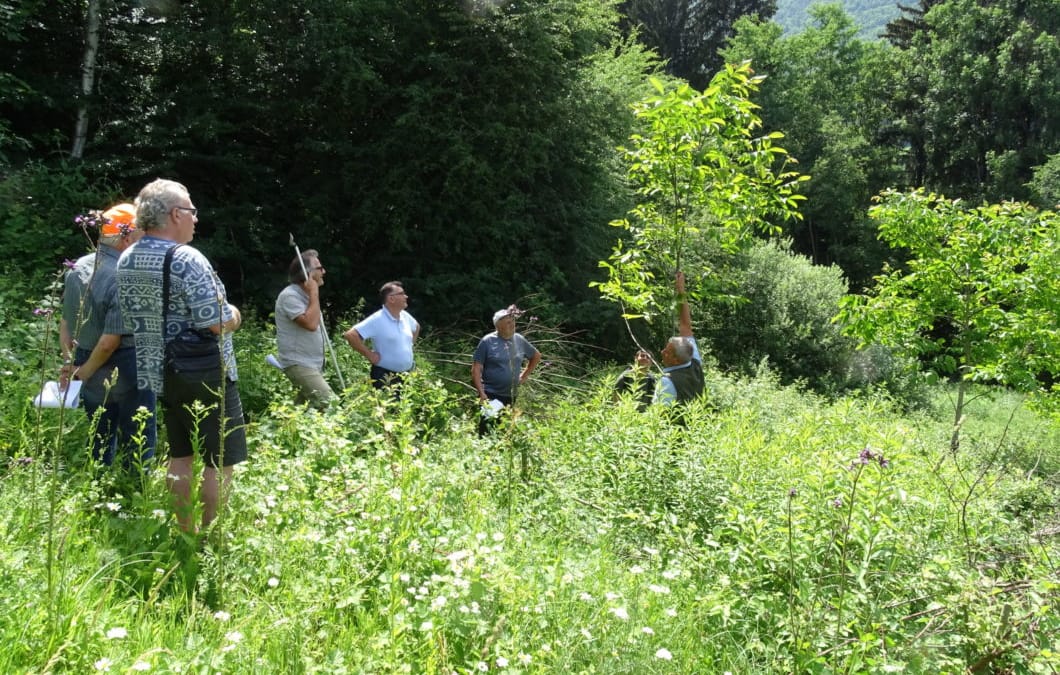journée vulgarisation « taille et élagage des feuillus précieux » à LESCHAUX