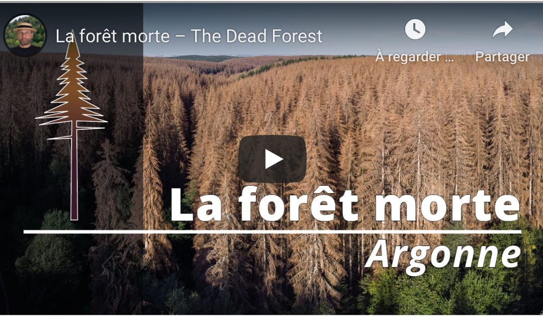 La forêt morte – Sylvain Gaudin