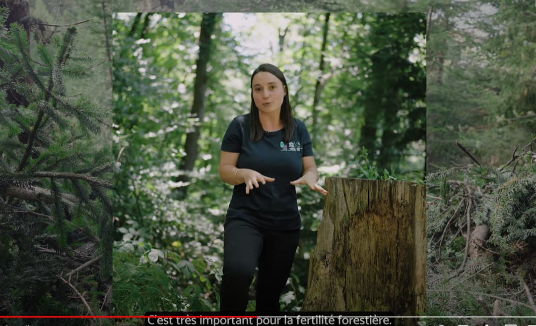 Info-intox: les forestiers laissent une forêt en chantier