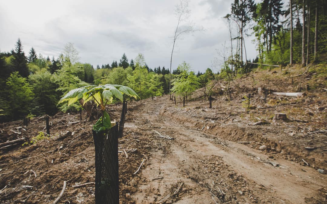Histoire d’une plantation dans les Bauges