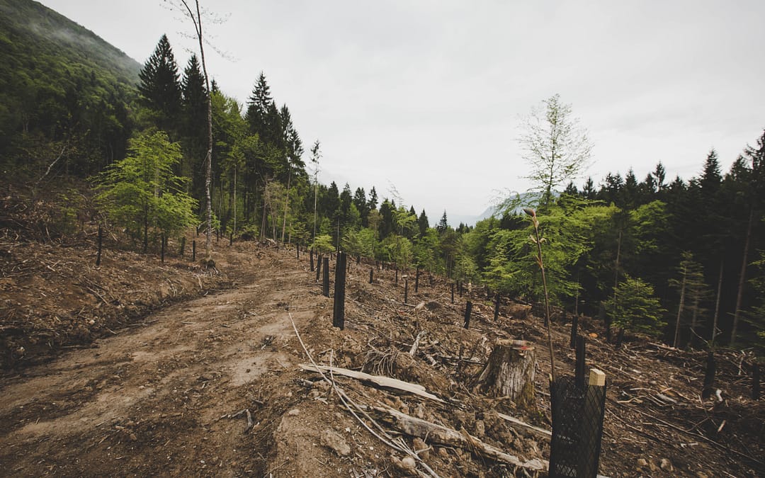 Les aides de la région AUVERGNE-RHONE-ALPES à la forêt privée