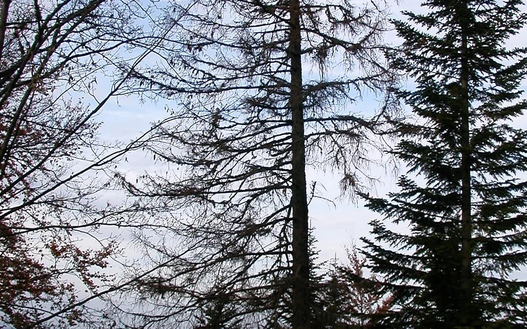 Bilan annuel de la santé des forêts