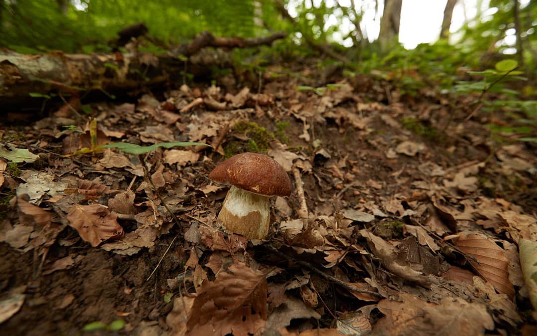 La pollution affecte les champignons qui nourrissent les arbres en Europe