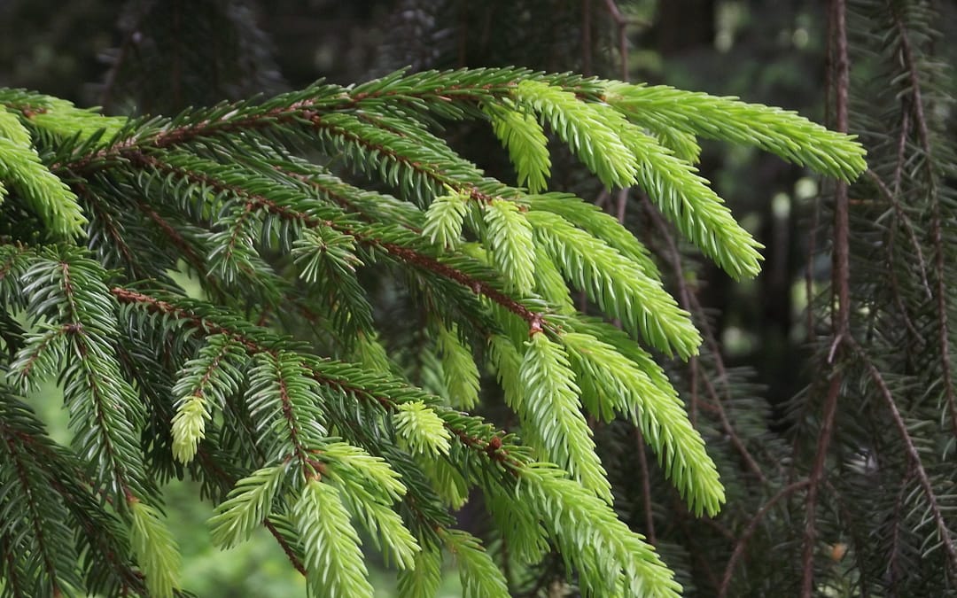 comment reconnaitre le sapin et l&rsquo;épicéa?