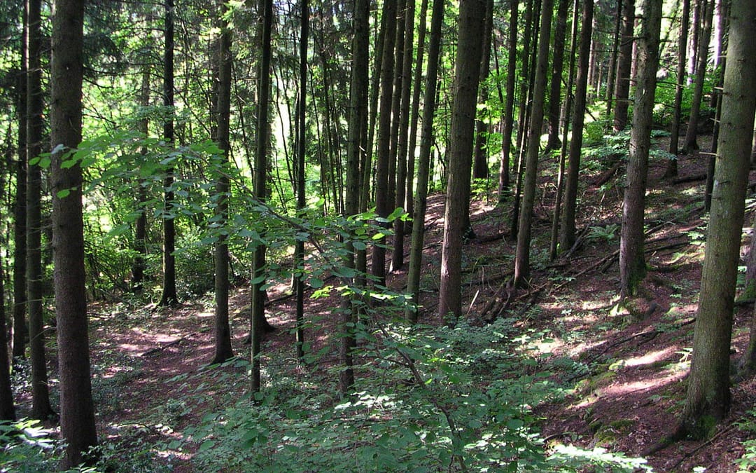 idées reçues sur la forêt et le bois