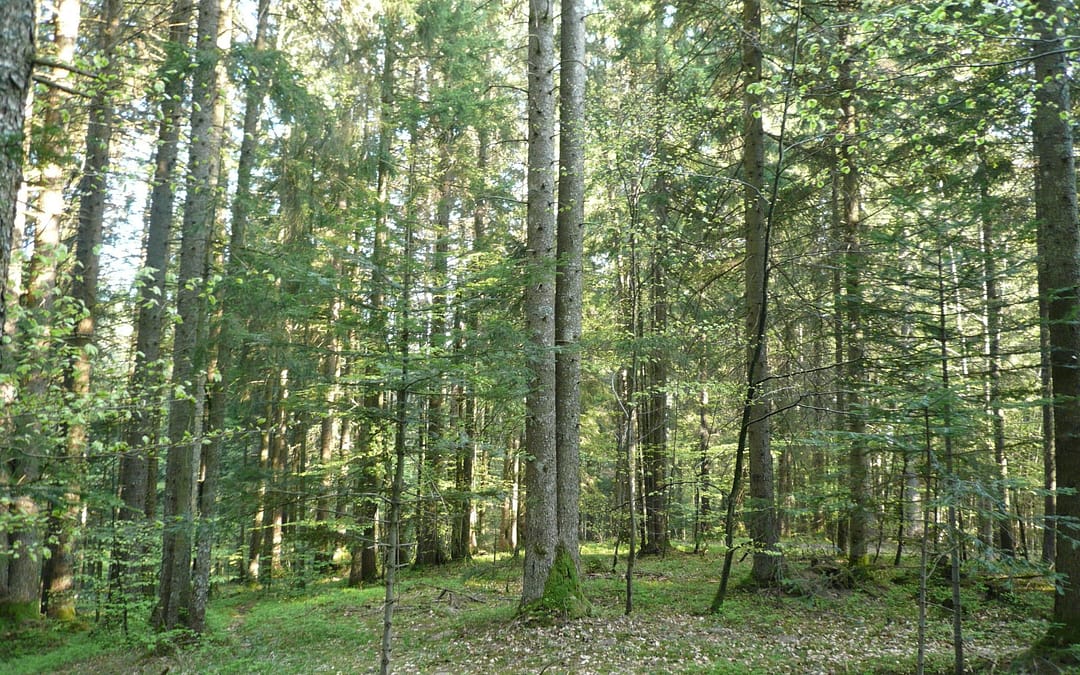 Prise en compte des changements climatiques par les propriétaires forestiers – ForetPrivéeFrançaise