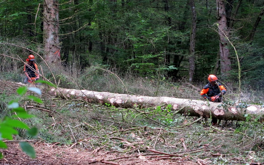 Le programme national de la forêt et du bois 2016-2020