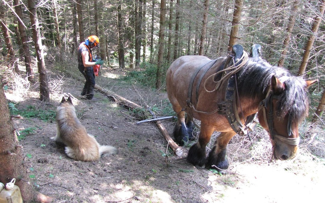 réunions d&rsquo;information forestière section BAUGES