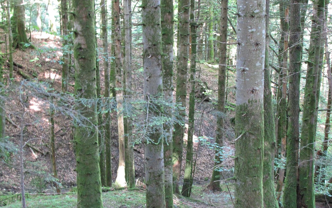 Le sapin a son lamellé-collé, et un projet de recherche, pour construire en bois de pays