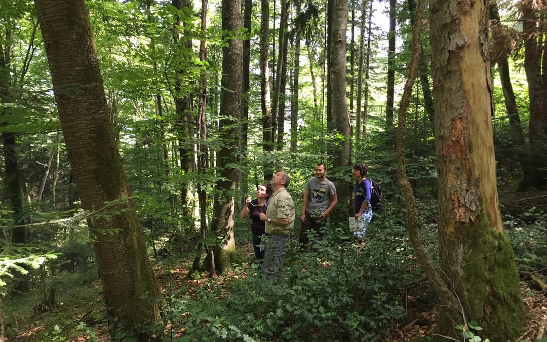 Initiation au martelage au profit de la biodiversité