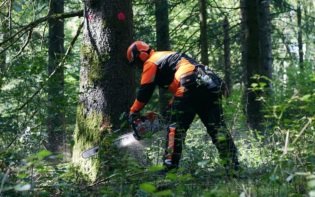 Le marché des forêts fléchit – LeTélégramme