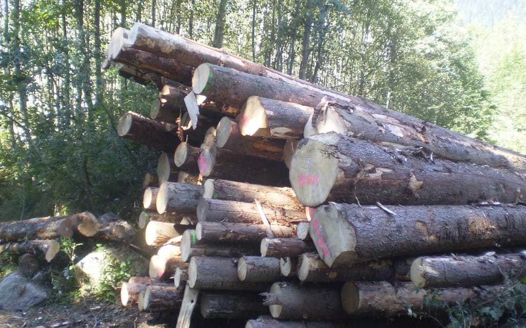 Commercialisation des bois : la filière unie pour trouver des solutions