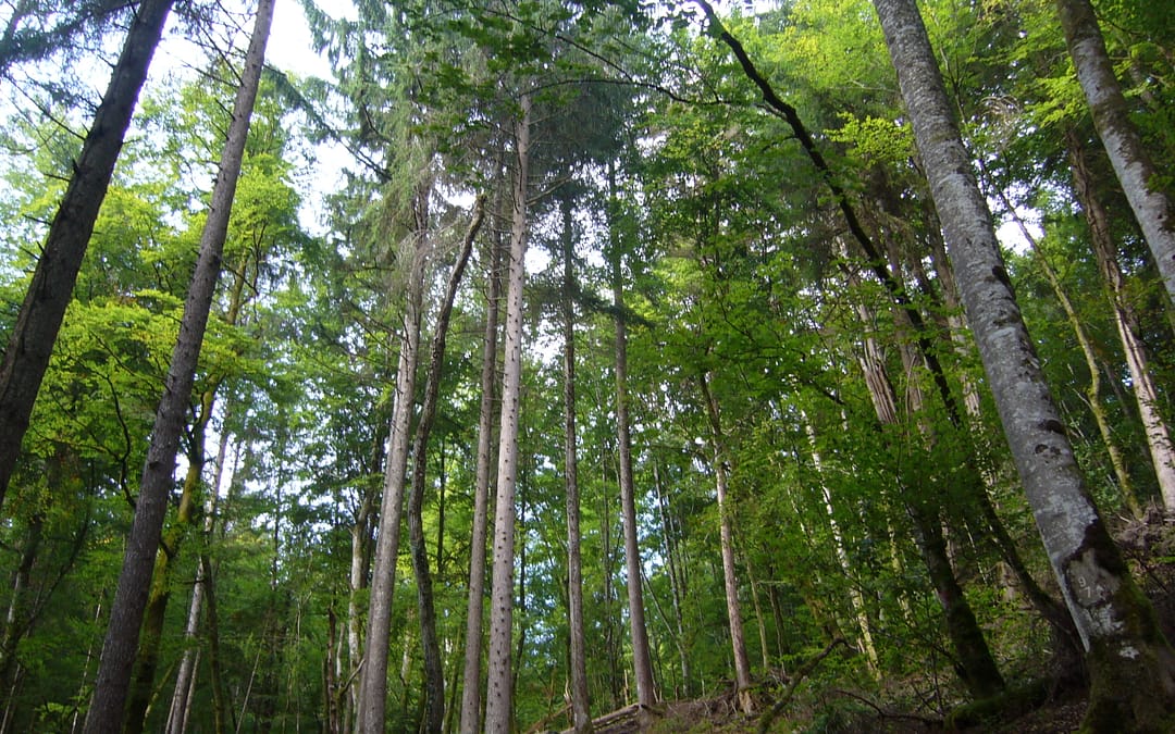 Centimes forestiers: branle-bas de combat dans la forêt privée – Forestopic