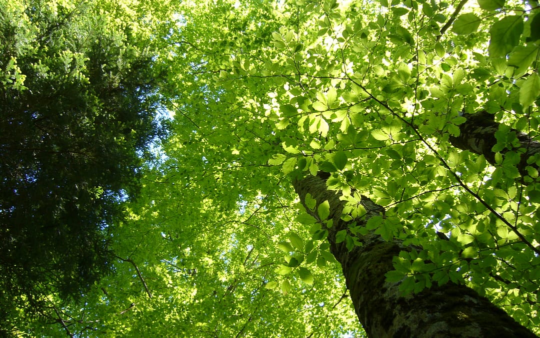 L’intelligence des arbres: au-delà des controverses, où va notre société dingue des arbres?