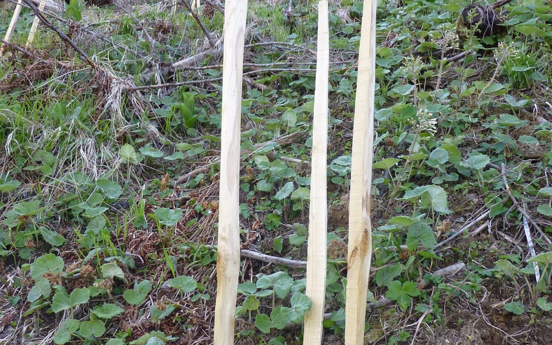Partenariat Fransylva / Reforest’Action