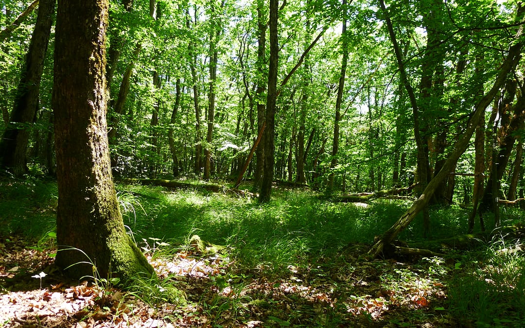 Construction bois : l’inquiétant scénario pour les forêts françaises