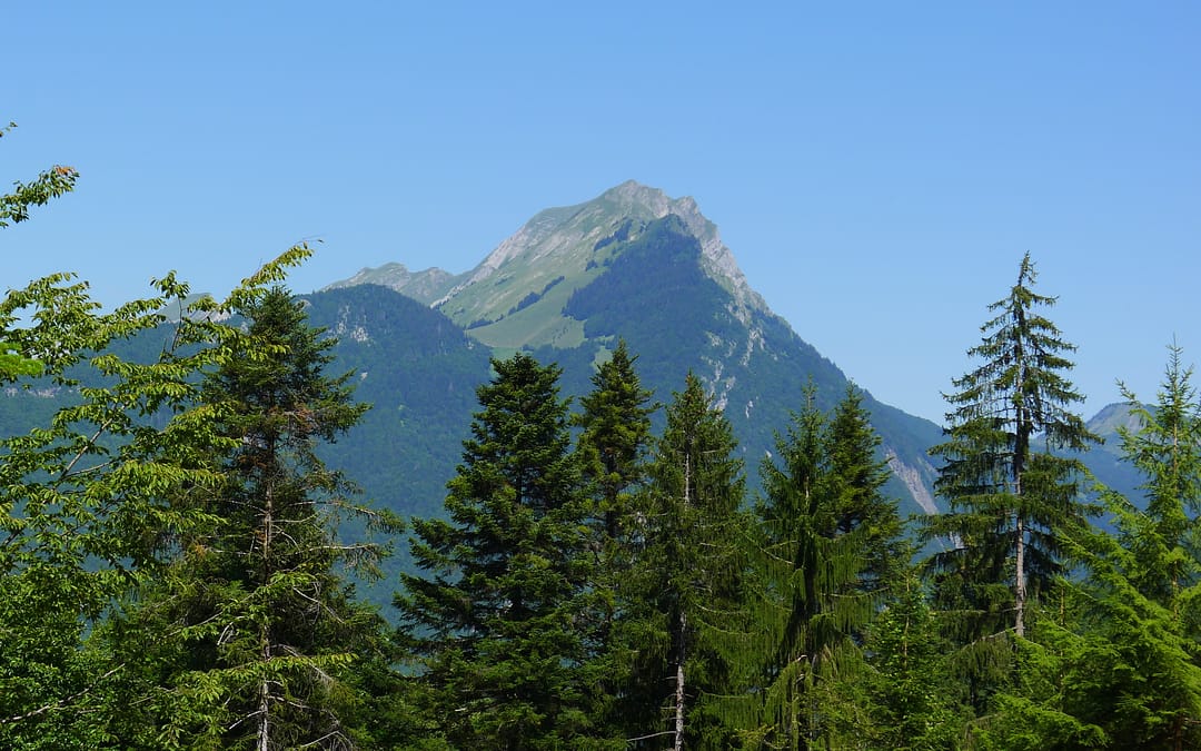 Investir dans la forêt sera plus facile avec les groupements forestiers d’investissement