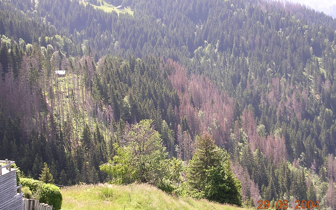 attaques de scolyte sur les pessières de HAUTE SAVOIE