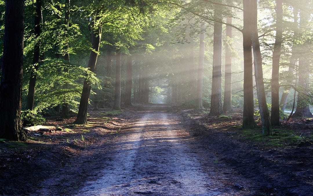 Forêt Passion – Video Fransylva Limousin