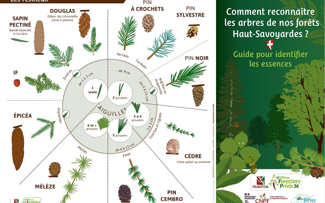 fiche de reconnaissance des essences forestières