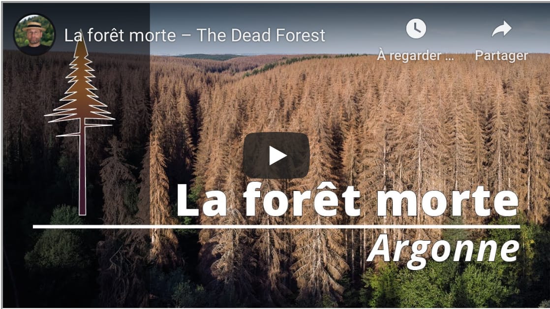 La forêt morte – Sylvain Gaudin