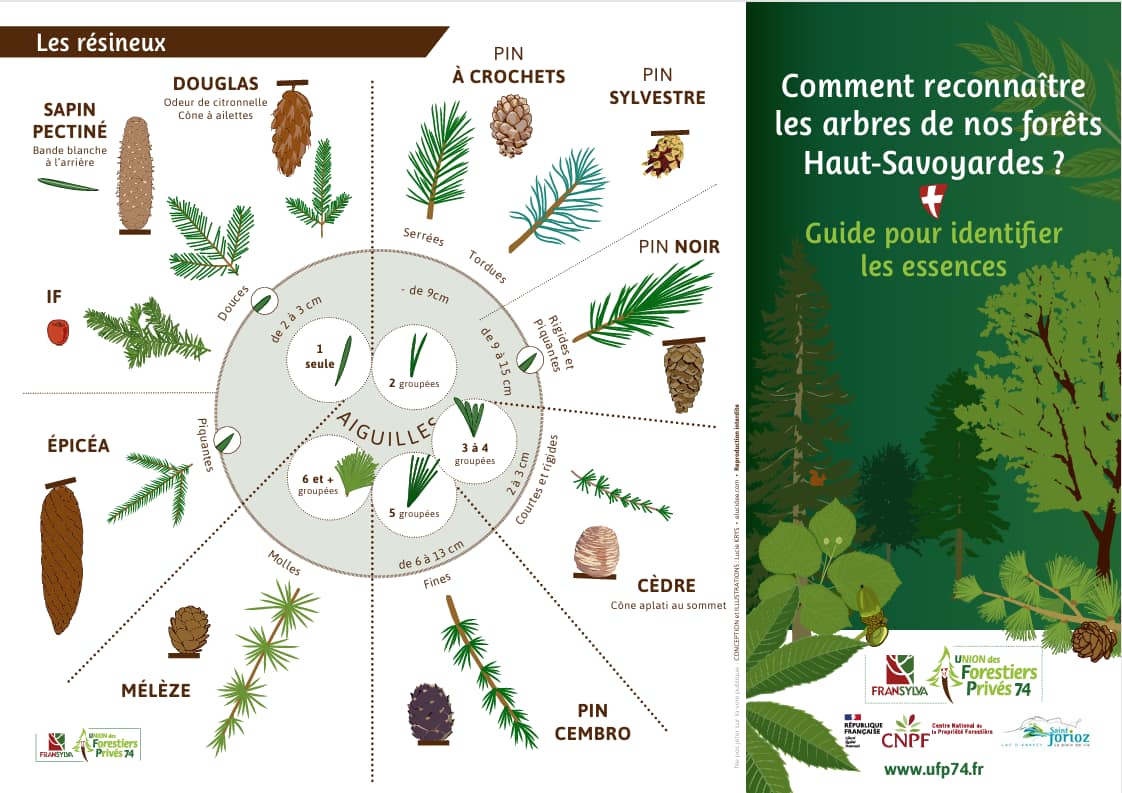 fiche de reconnaissance des essences forestières