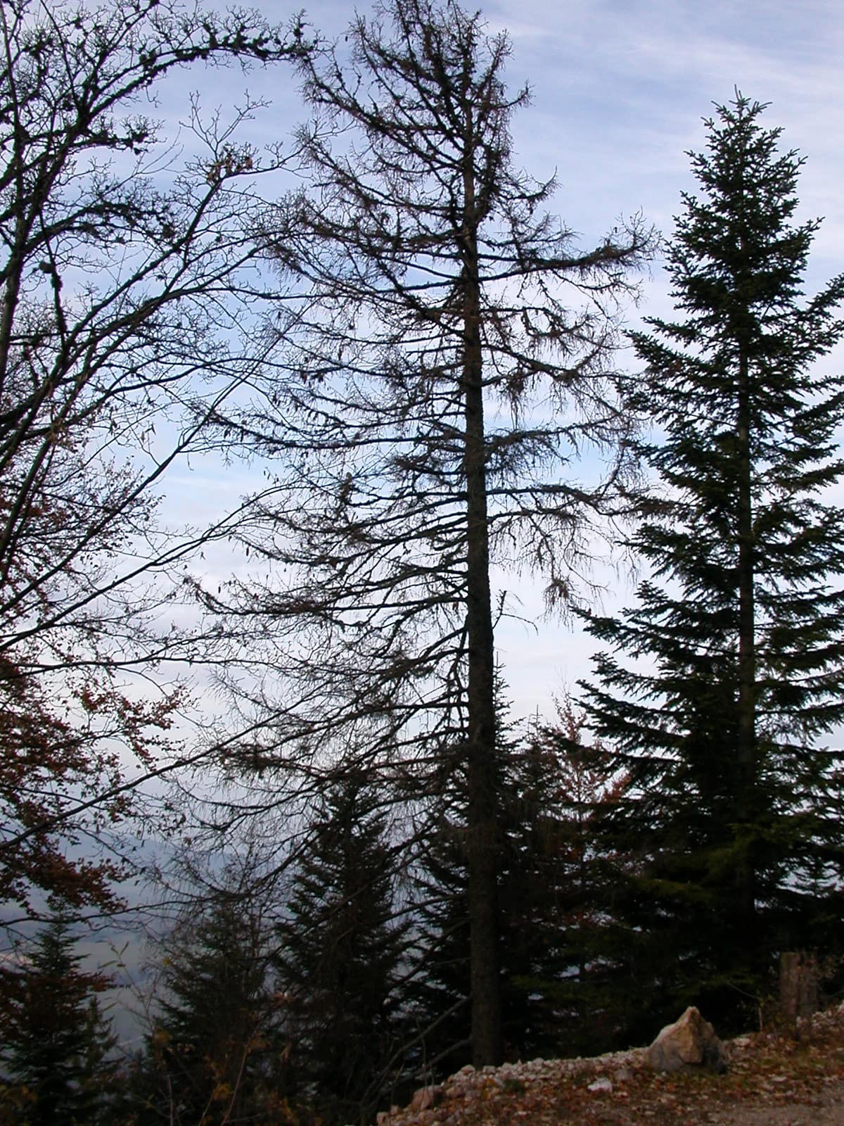 74 2003 arbre bostryché 03