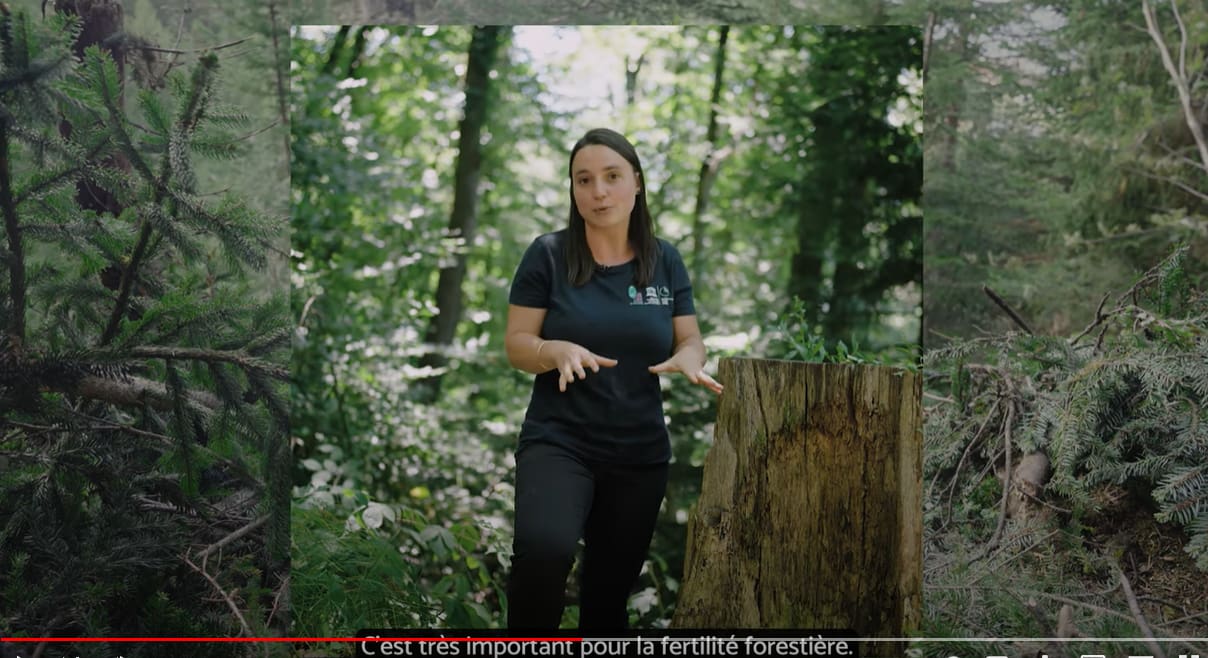 Info-intox: les forestiers laissent une forêt en chantier