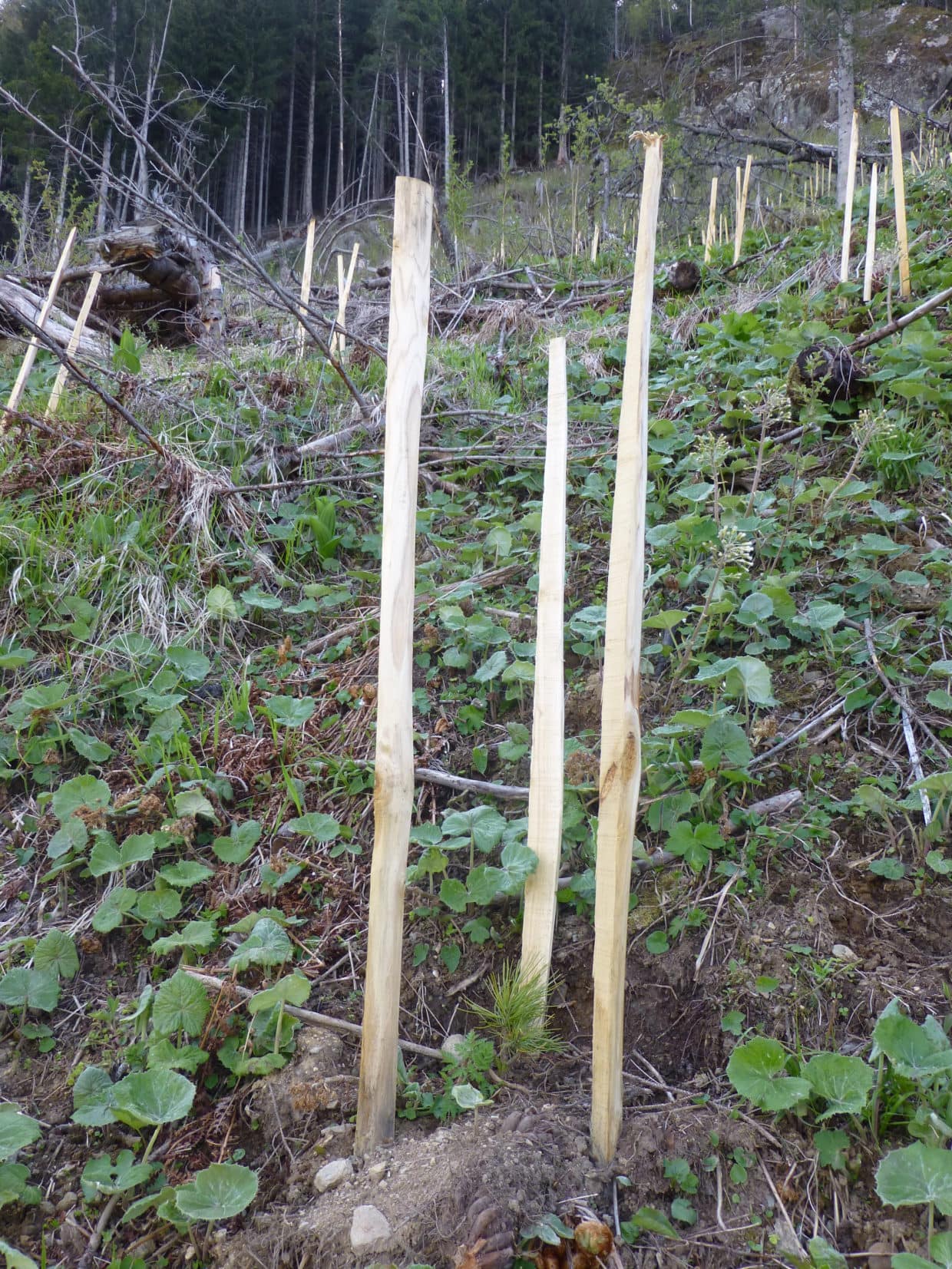 Partenariat Fransylva / Reforest’Action