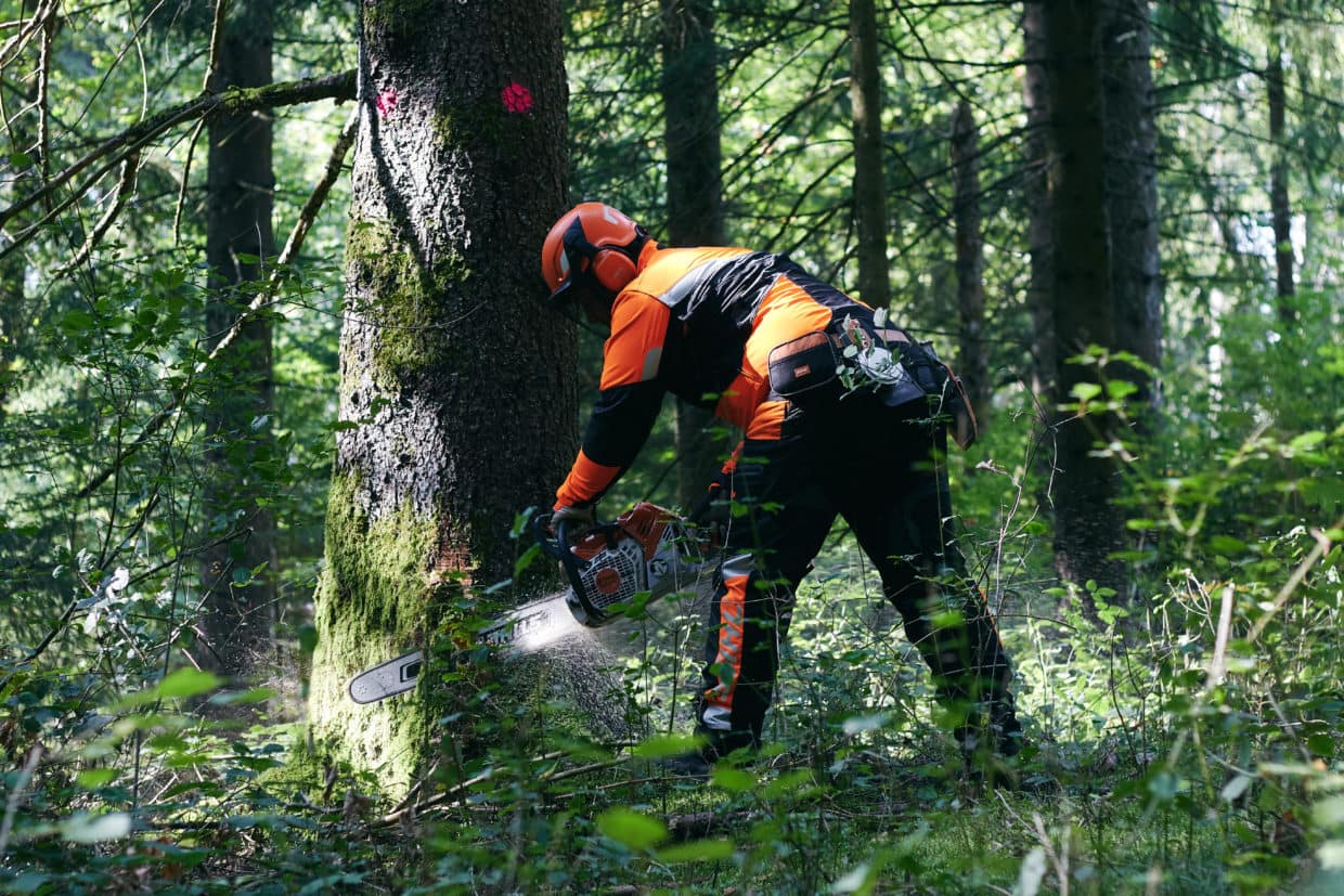 Le marché des forêts fléchit – LeTélégramme