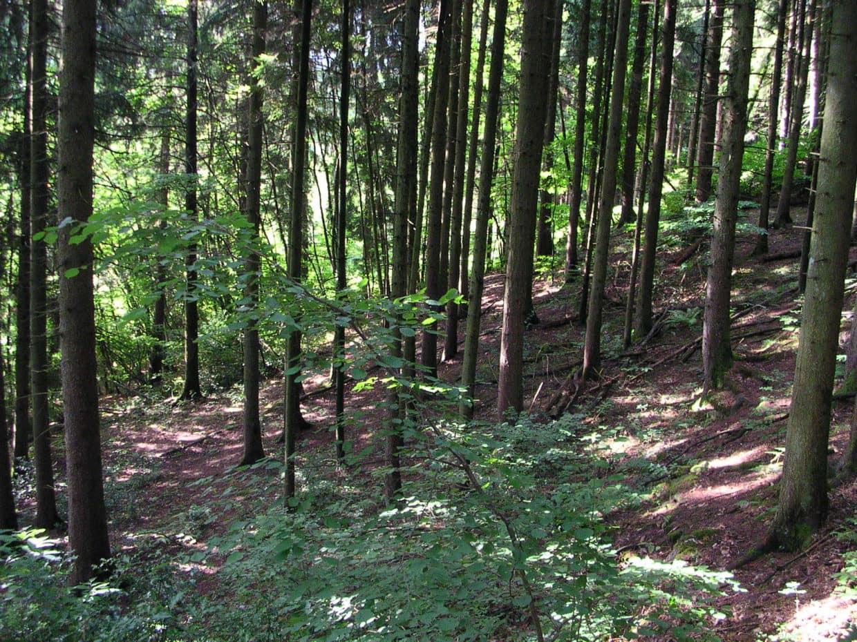idées reçues sur la forêt et le bois
