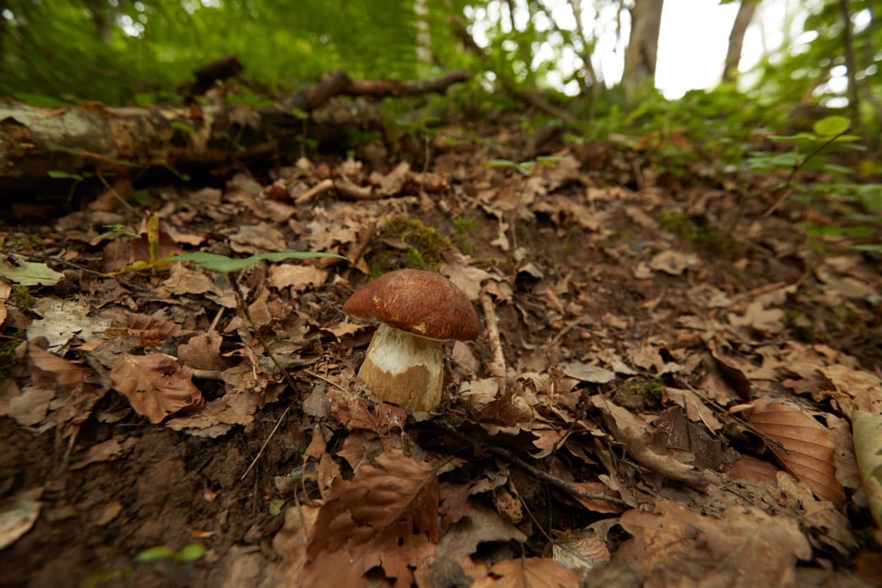 La pollution affecte les champignons qui nourrissent les arbres en Europe