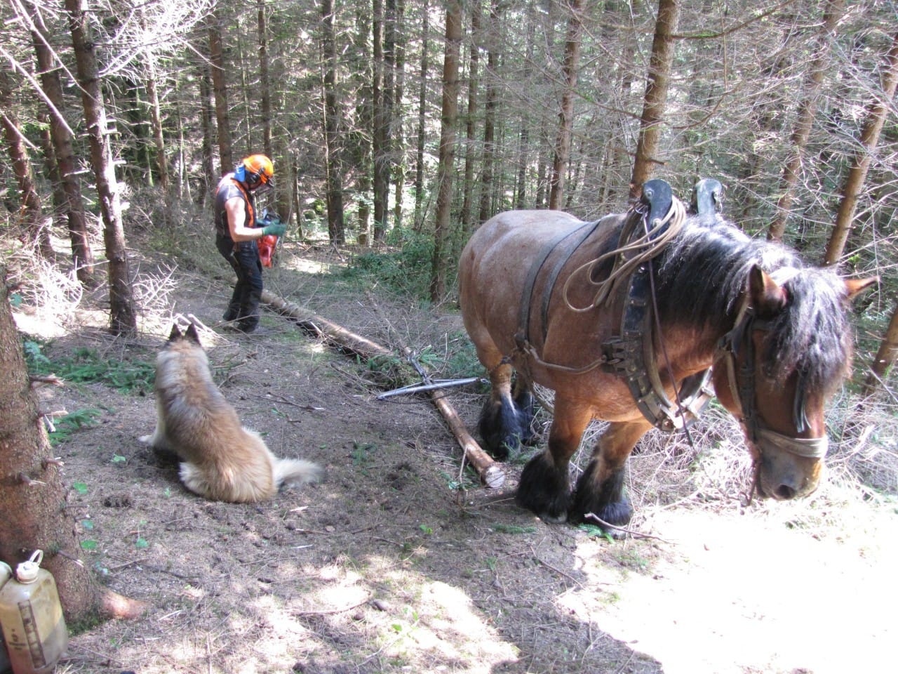 réunions d&rsquo;information forestière section BAUGES