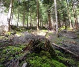 Forêt privée : de grands défis à relever