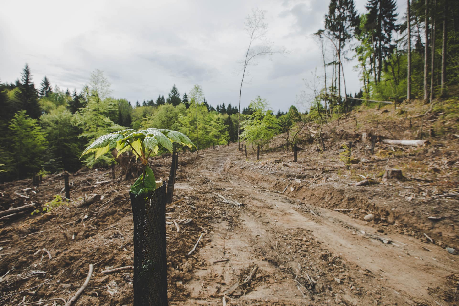 Histoire d’une plantation dans les Bauges