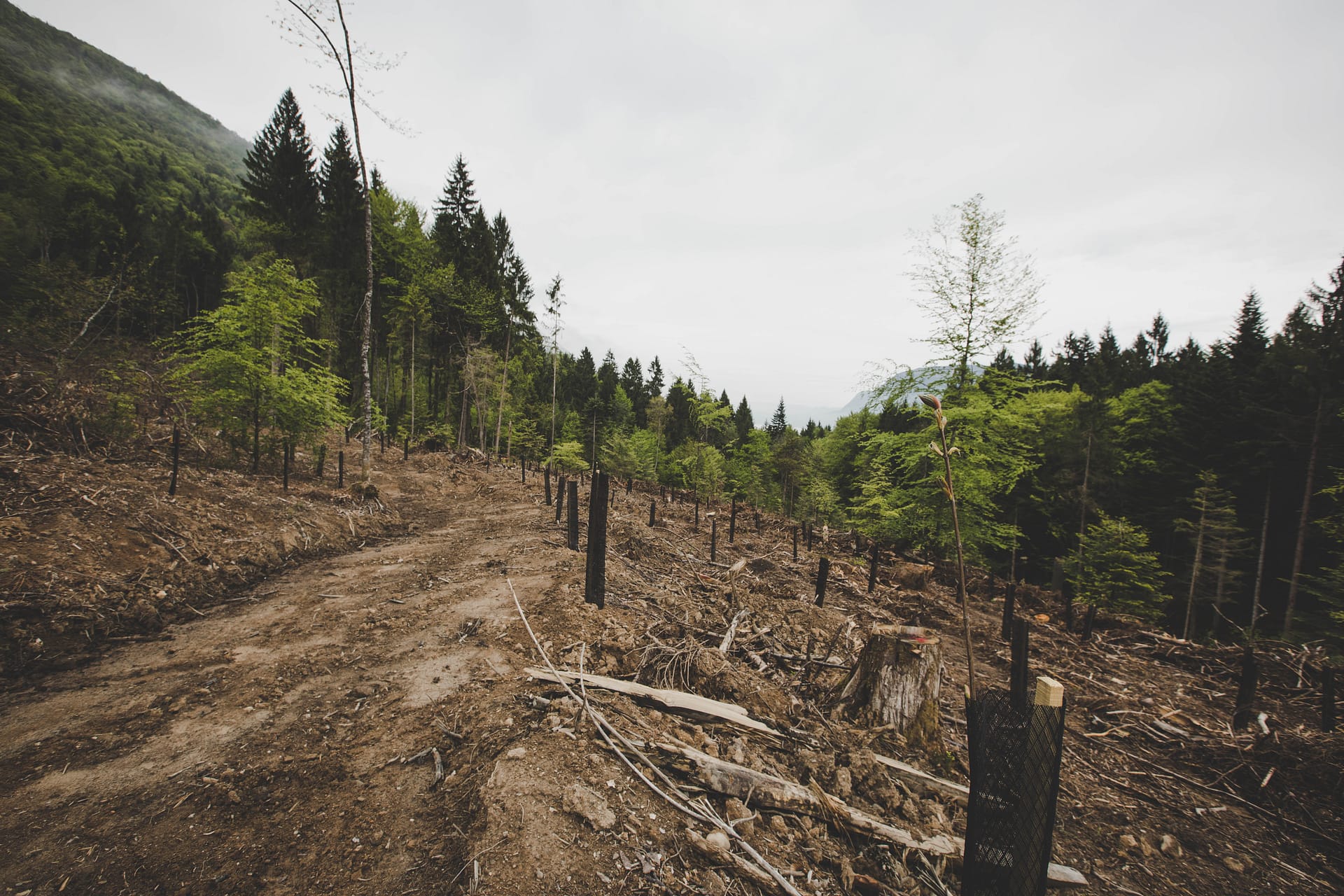 Les aides de la région AUVERGNE-RHONE-ALPES à la forêt privée