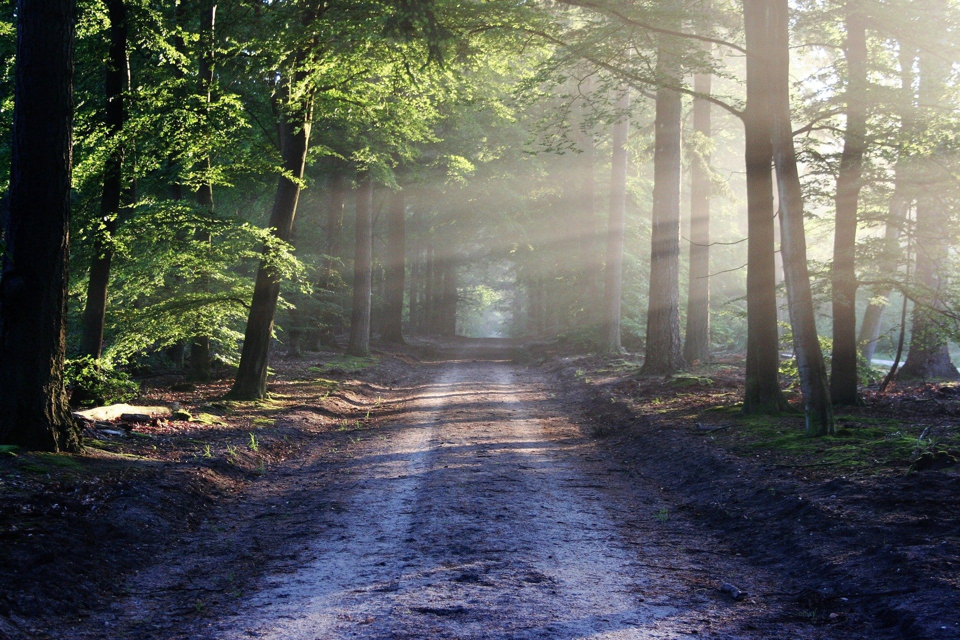 Forêt Passion – Video Fransylva Limousin