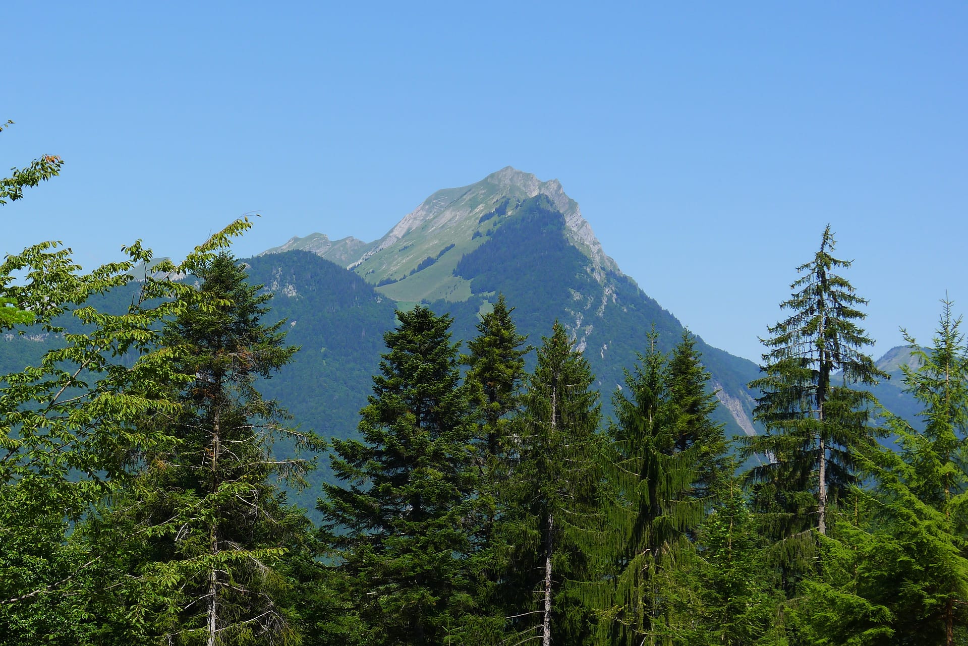 Investir dans la forêt sera plus facile avec les groupements forestiers d’investissement