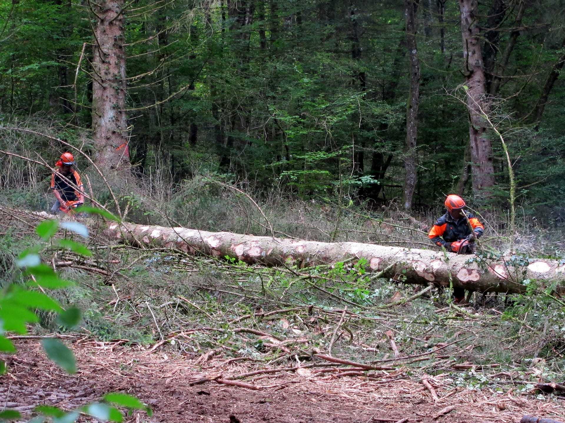 Le programme national de la forêt et du bois 2016-2020
