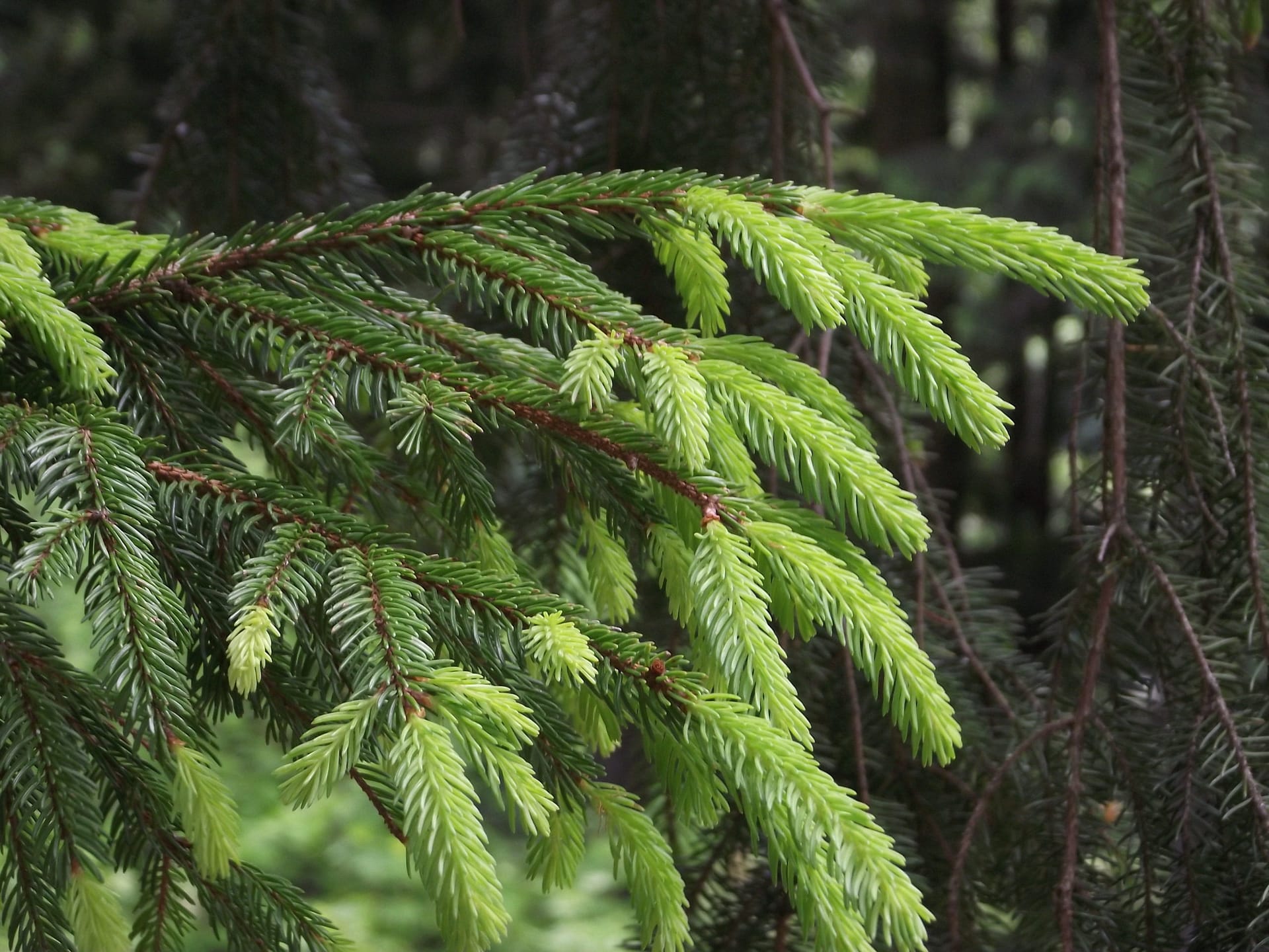 comment reconnaitre le sapin et l&rsquo;épicéa?