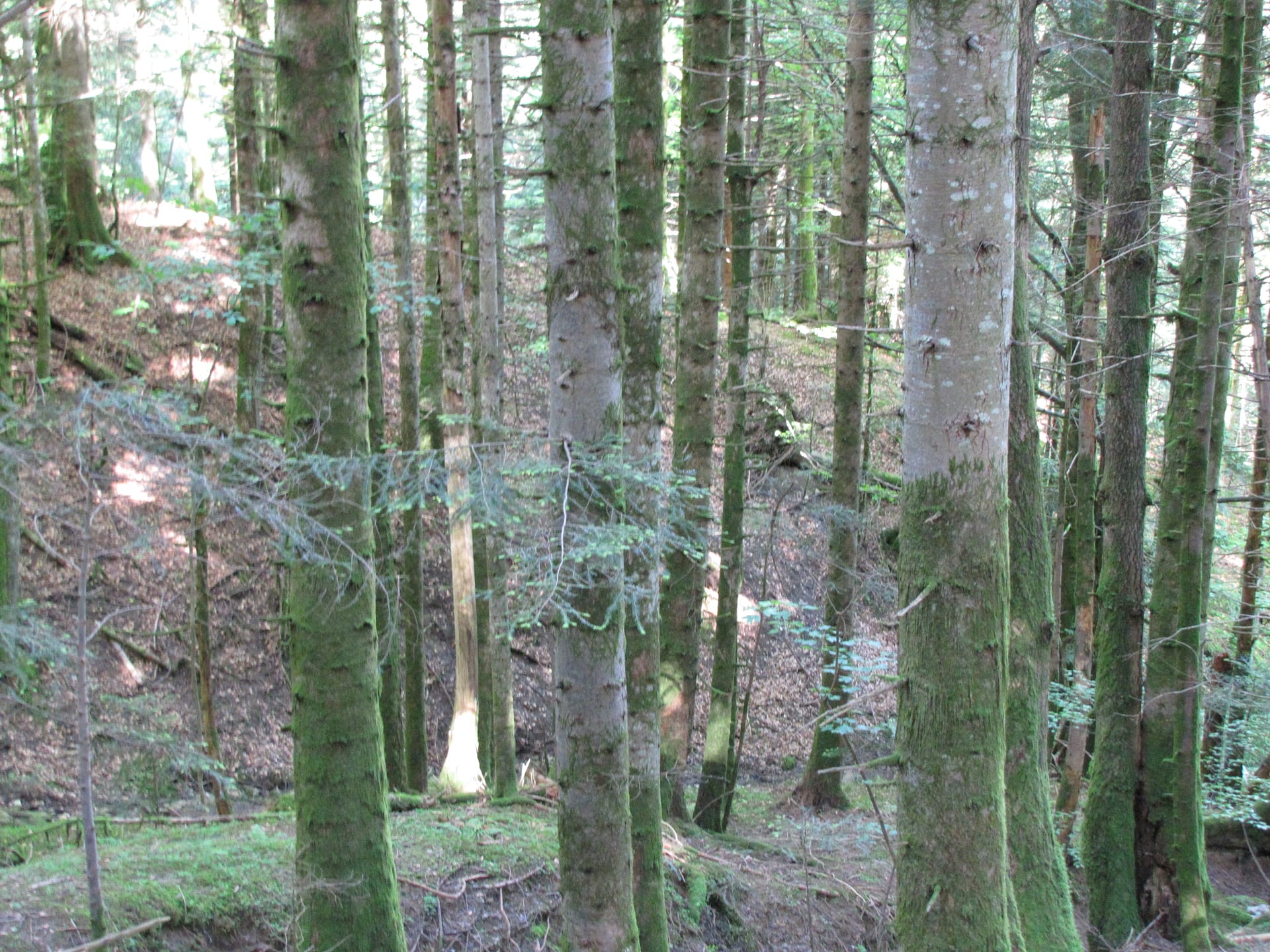 Le sapin a son lamellé-collé, et un projet de recherche, pour construire en bois de pays