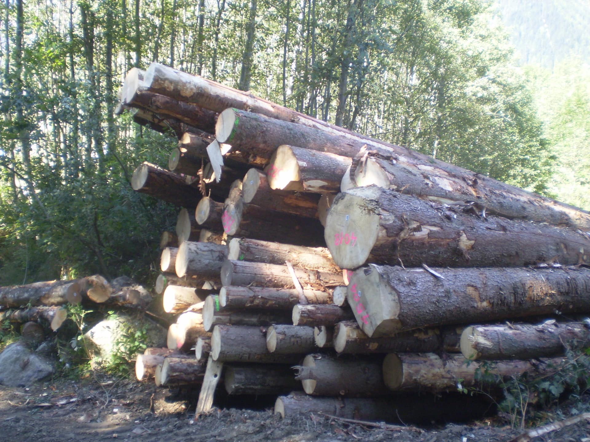Commercialisation des bois : la filière unie pour trouver des solutions