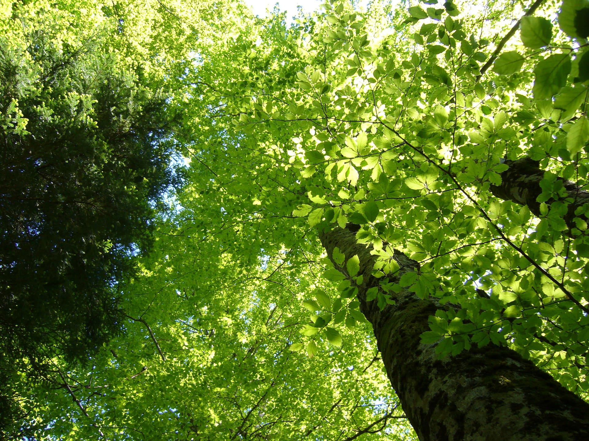L’intelligence des arbres: au-delà des controverses, où va notre société dingue des arbres?