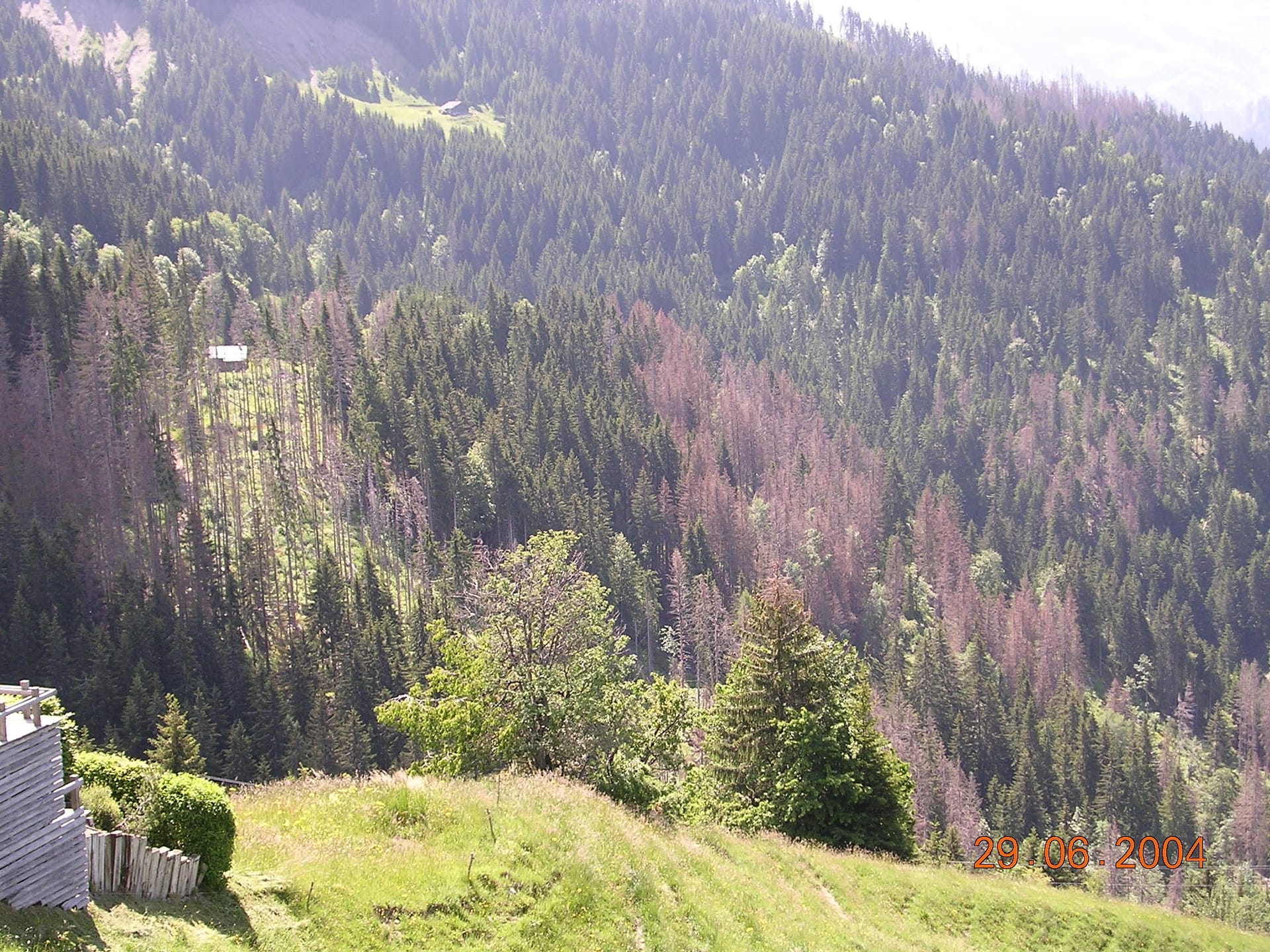 attaques de scolyte sur les pessières de HAUTE SAVOIE