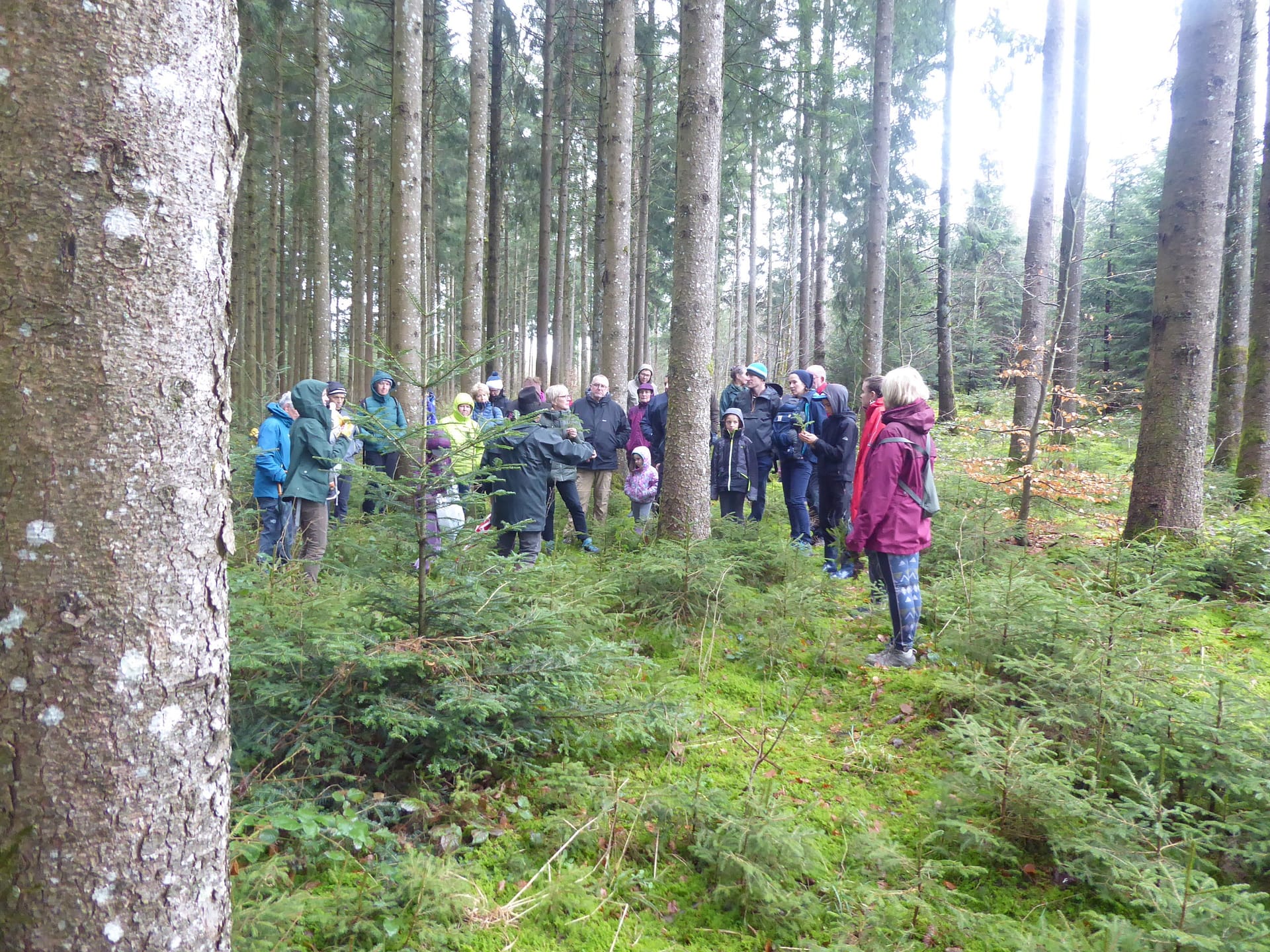 « Forêts ouvertes» à Fillière