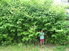 Lutte contre les espèces invasives : nos forêts sont aussi concernées