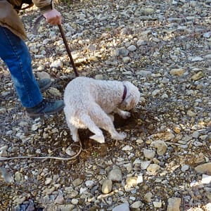 Recherche de truffes-Richerenche-Vaucluse-3-3