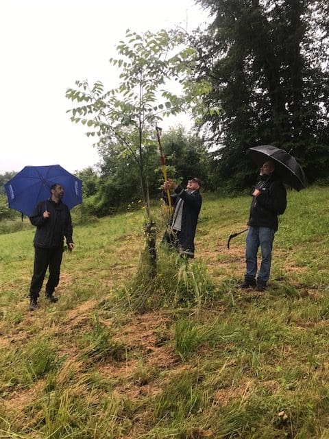 Cours de taille et élagage sur noyer à BURDIGNIN
